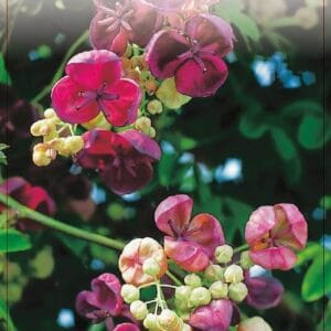 Akebia quinata 80CMC2
(10 Plants/Order)(17cmP 100cmH)