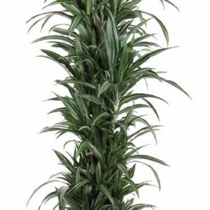 Dracaena Ulises Dracaena Ulises busch P34
(1 Plants/Order)(34cmP 170cmH)