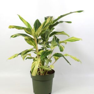 Alpinia Variegata Alpinia zerumbet 'Variegata'
(1 Plants/Order)(24cmP 90cmH)