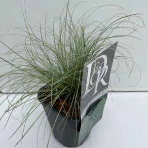 Carex comans Frosted Curls Carex 'Frosted Curls'
(10 Plants/Order)(13cmP 25cmH)