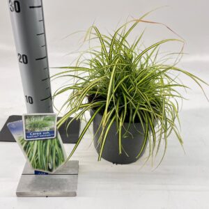 Carex Evercolor Eversheen Carex oshimensis EverColor® 'Eversheen' PBR
(1 Plants/Order)(17cmP 35cmH)