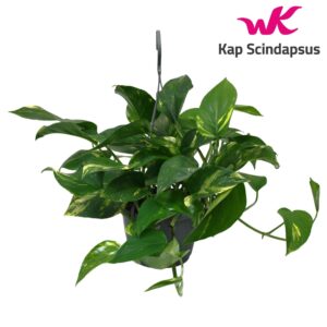 Epipremnum pinnatum Hang Scindapsus (Epipremnum) Hang Teruggeknipt
(6 Plants/Order)(15cmP 45cmH)