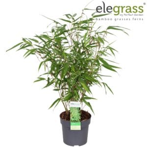 Fargesia rufa Fargesia 'Rufa' P14
(6 Plants/Order)(14cmP 50cmH)