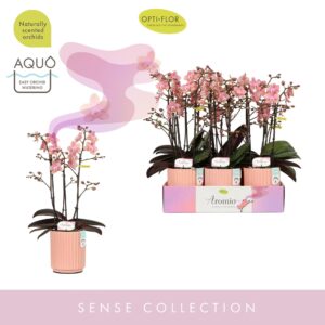 Phalaenopsis Multiflora Aromio Sweet 3 spike in Molise Salmon Aquo
(6 Plants/Order)(12cmP 35cmH)