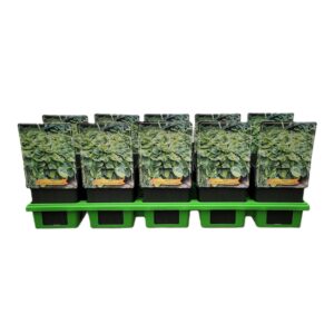 Hosta tokudama Hosta tokudama flavocircinalis P11
(10 Plants/Order)(11cmP 25cmH)