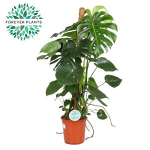 Monstera deliciosa Monstera Deliciosa MOSSTOK p24
(1 Plants/Order)(24cmP 120cmH)