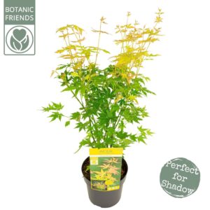 Acer palmatum Orange Dream Acer palm. 'Orange Dream'
(5 Plants/Order)(19cmP 65cmH)