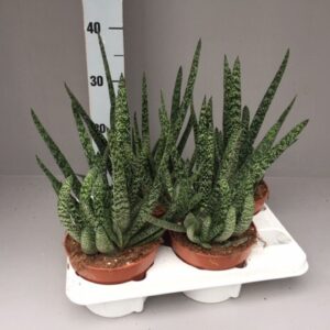 Gasteria carinata var. verrucosa Gasteria verrucosa 
(4 Plants/Order)(15cmP 40cmH)
