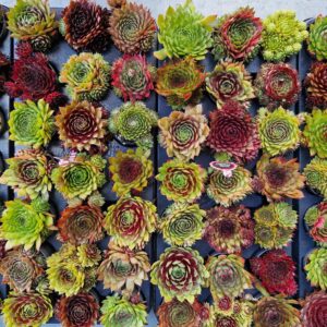 Sempervivum Sempervivum Toetie Froeties ® Potje 7, mix per Tray
(21 Plants/Order)(7cmP 8cmH)