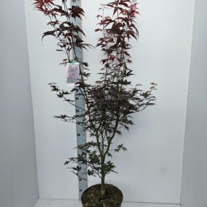 Acer palmatum Bloodgood Acer palmatum 'Bloodgood'
(1 Plants/Order)(31cmP 120cmH)