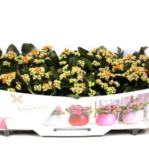 Kalanchoe Perfecta Orange Kalanchoe Double Deluxe Orange No Sleeve
(10 Plants/Order)(10.5cmP 22cmH)