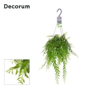 Aeschynanthus Japhrolepis
(6 Plants/Order)(17cmP 35cmH)