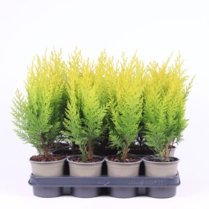 Chamaecyparis Stardust Chamaecyparis lawsoniana 'Stardust'
(11 Plants/Order)(11cmP 30cmH)
