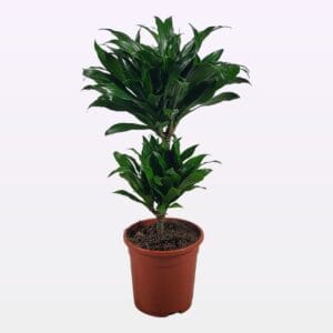Dracaena Compacta Dracaena compacta 30-10 55cm
(1 Plants/Order)(17cmP 55cmH)