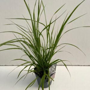 Siergrassen mix Pennisetum 'Red Head'
(6 Plants/Order)(17cmP 30cmH)