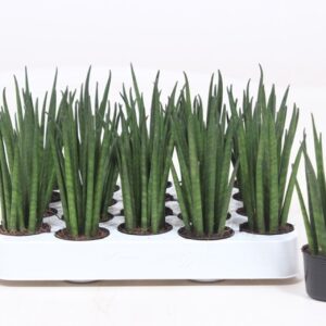 Sansevieria bacularis Sansevieria Mikado
(20 Plants/Order)(4cmP 12cmH)