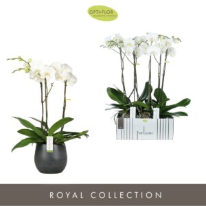Phalaenopsis white more Ripsen Fortuno Largo 3 spike in Esra Graphite
(2 Plants/Order)(17cmP 75cmH)