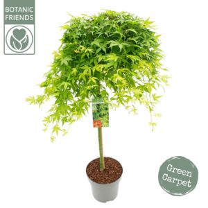 Acer palmatum Ryusen Acer palm. 'Ryusen' C14 laagstam
(1 Plants/Order)(30cmP 100cmH)