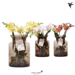 Phalaenopsis mixed Kolibri Orchids Phalaenopsis Roots mix in Glas stolp brown
(3 Plants/Order)(16cmP 50cmH)