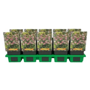 Anemone hupehensis Splendens Anemone hupehensis 'Splendens' P11
(10 Plants/Order)(11cmP 25cmH)