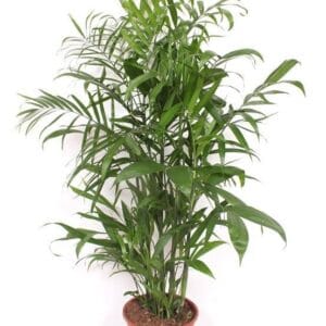 Chamaedorea seifrizii Chamaedorea Seifrizii
(1 Plants/Order)(24cmP 120cmH)