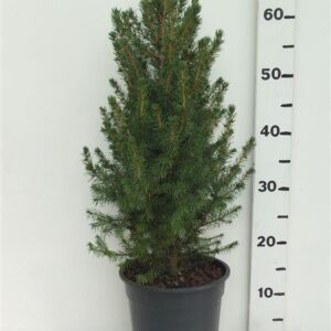 Picea glauca Conica Picea glauca 'Conica'
(1 Plants/Order)(19cmP 65cmH)