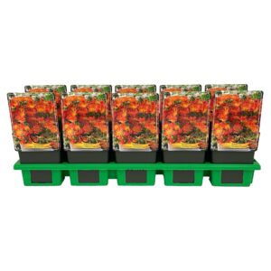 Delosperma cooperi Delosperma cooperi Delmara 'Orange' P11
(10 Plants/Order)(11cmP 25cmH)