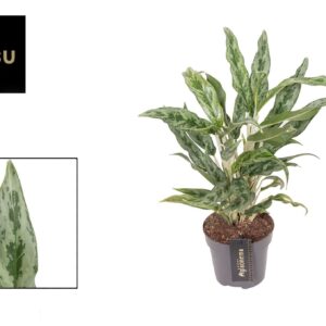 Aglaonema Greyhound Aglaonema Greyhound
(6 Plants/Order)(12cmP 35cmH)