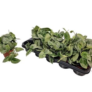 Scindapsus Silvery Ann Scindapsus Silvery Ann
(12 Plants/Order)(11cmP 10cmH)
