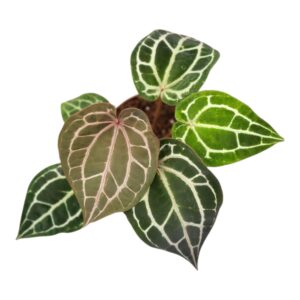 Anthurium Leaf DocBlock Anthurium Michelle®
(2 Plants/Order)(12cmP 40cmH)