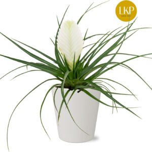 Tillandsia cyanea Biancini Tillandsia Biancini white Coco
(11 Plants/Order)(10cmP 30cmH)