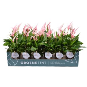 Anthurium Lilli Anthurium Lilli 7 cm
(12 Plants/Order)(7cmP 20cmH)