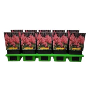 Astilbe Astilbe 'Darwin's Dream' P11
(10 Plants/Order)(11cmP 25cmH)
