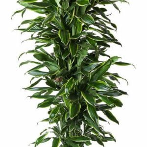 Dracaena Golden Coast Dracaena Gold Coast busch P31
(1 Plants/Order)(31cmP 150cmH)