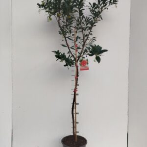 Arbutus unedo Arbutus unedo
(1 Plants/Order)(24cmP 120cmH)