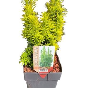 Taxus baccata David Taxus baccata 'David' P17
(6 Plants/Order)(17cmP 60cmH)