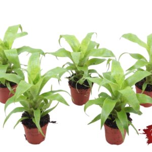 Vriesea ospinae Vriesea Ospinae Forest
(20 Plants/Order)(5.5cmP 15cmH)