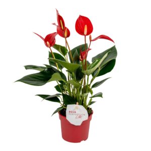 Anthurium Banderola Roja Anthurium 9 cm Lilli Red
(10 Plants/Order)(9cmP 30cmH)