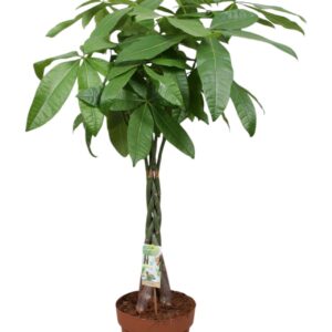 Pachira aquatica Pachira vlecht
(1 Plants/Order)(24cmP 110cmH)