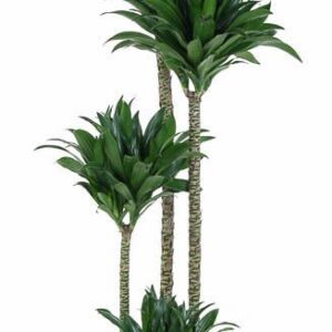 Dracaena Compacta Dracaena Compacta 120-90-60-30
(1 Plants/Order)(27cmP 150cmH)