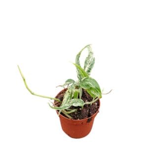 Philodendron Amydrium Zippelianum Variegata
(2 Plants/Order)(9cmP 20cmH)