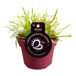 Drosera Drosera Capensis 12 cm white
(6 Plants/Order)(12cmP 17cmH)