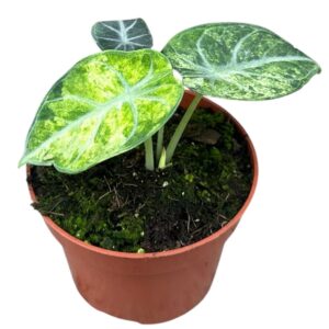 Alocasia Alocasia Ninja Tricolor
(5 Plants/Order)(10.5cmP 15cmH)