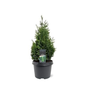 Thuja Holmstrup Thuja occidentalis 'Hurricane' (pbr)
(1 Plants/Order)(19cmP 55cmH)