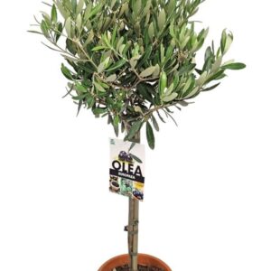 Olea europaea Olea Europaea Stem - 1241
(1 Plants/Order)(18cmP 90cmH)
