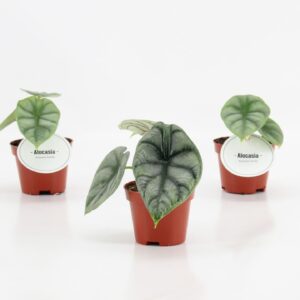 Alocasia Alocasia Silver Dragon
(12 Plants/Order)(6cmP 10cmH)