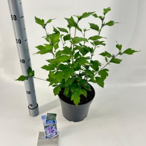 Hibiscus syriacus Hibiscus syr. Blue Chiffon ('Notwood3'PBR)
(1 Plants/Order)(23cmP 70cmH)