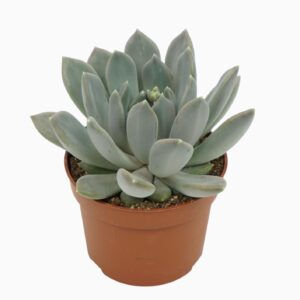 Pachyphytum 'Draco' Pachyveria draco 10,5 cm
(10 Plants/Order)(10.5cmP 15cmH)