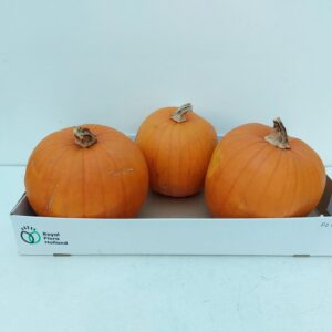 Curcubita Halloween Plant3
(3 Plants/Order)(15cmP cmH)