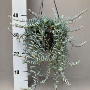 Senecio halianus
(5 Plants/Order)(14cmP 25cmH)